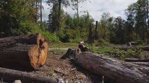 Southmont, NC Tree Removal Company