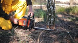 Best Root Management and Removal  in Southmont, NC